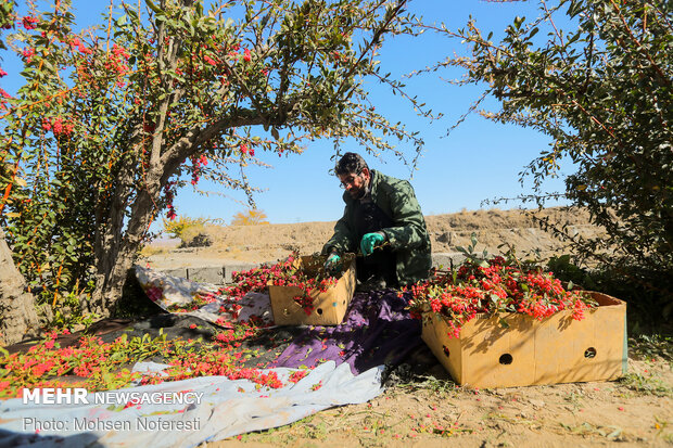 Barbery harvert in South Khorasan Province