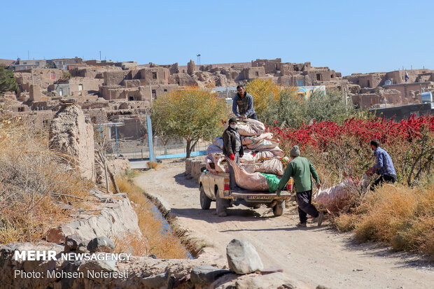 Barbery harvert in South Khorasan Province