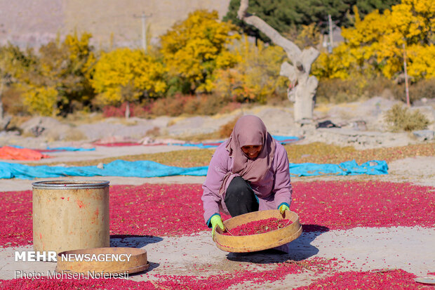 Barbery harvert in South Khorasan Province