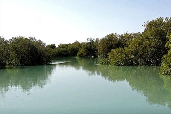 ۶۰ هکتار به وسعت جنگل‌های حرا در استان بوشهر اضافه شد