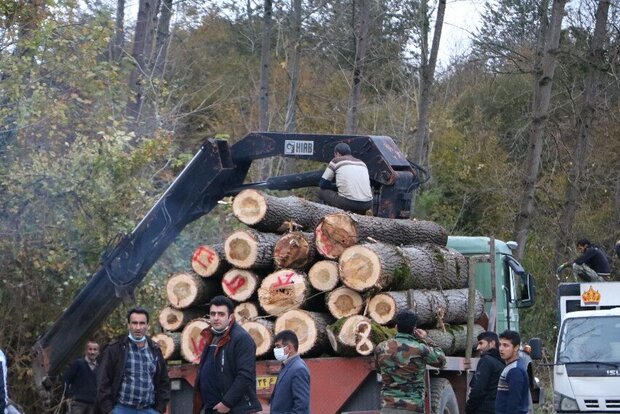 قطع غیرقانونی درختان موقوفه ای دربابل