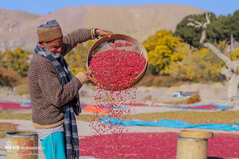 پاییز فصل شکوفایی شرق ایران؛ روایت رنگ، فرهنگ و رونق در خراسان جنوبی