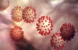 کلسترول خوب موجب تسهیل ورود کروناویروس به سلول می شود