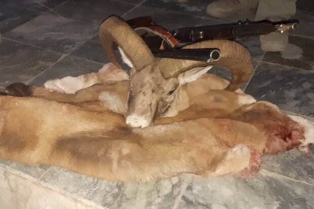 دستگیری شبانه ۳ شکارچی غیر مجاز در «ساران»/لاشه ۲ رأس قوچ کشف شد