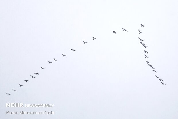 اردبیل رخت سپید بر تن کرد