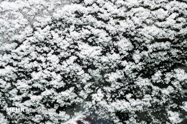 اردبیل رخت سپید بر تن کرد