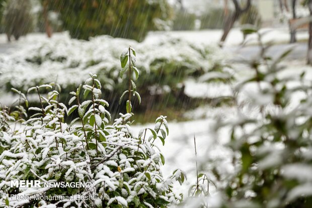 اردبیل رخت سپید بر تن کرد