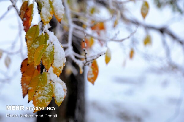 اردبیل رخت سپید بر تن کرد