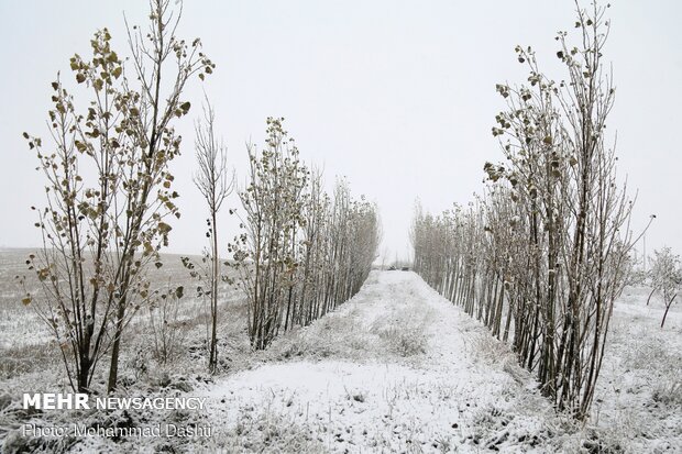 اردبیل رخت سپید بر تن کرد