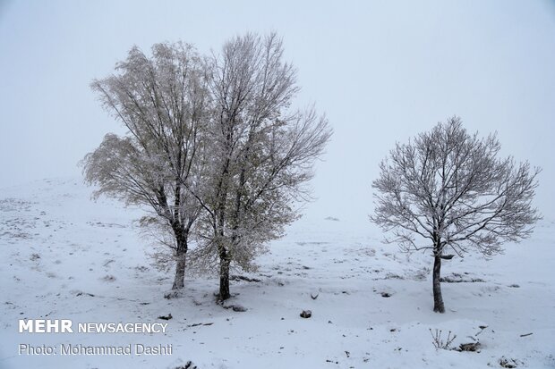 اردبیل رخت سپید بر تن کرد