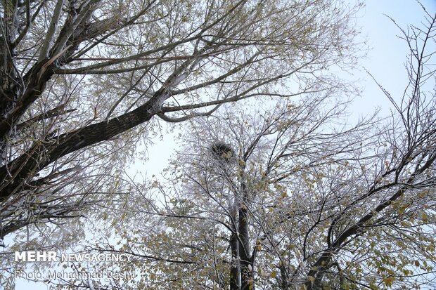 اردبیل رخت سپید بر تن کرد