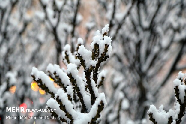 اردبیل رخت سپید بر تن کرد