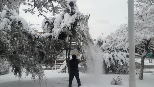 برف تکانی درختان شهر با همکاری شهروندان انجام می‌شود
