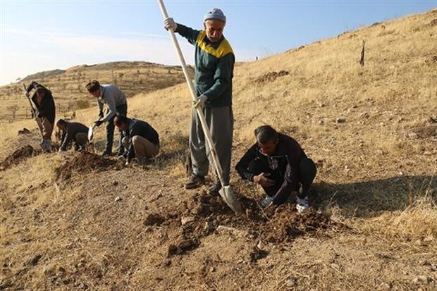 ۹۰۰ هزار اصله نهال در کردستان غرس می‌شود