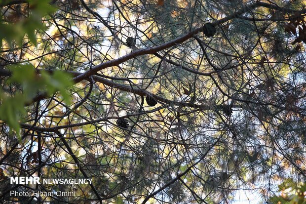 Astonishing scenery of autumn in Sanandaj
