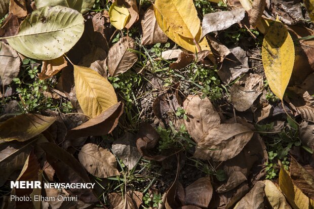 Astonishing scenery of autumn in Sanandaj
