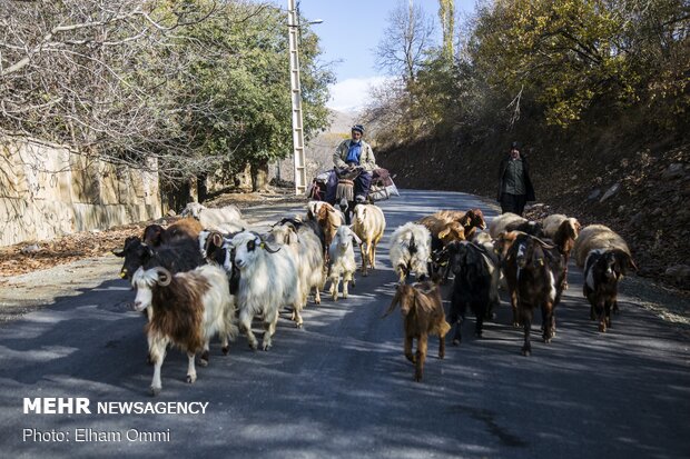 طبیعت ‌پاییزی روستاهای اطراف سنندج