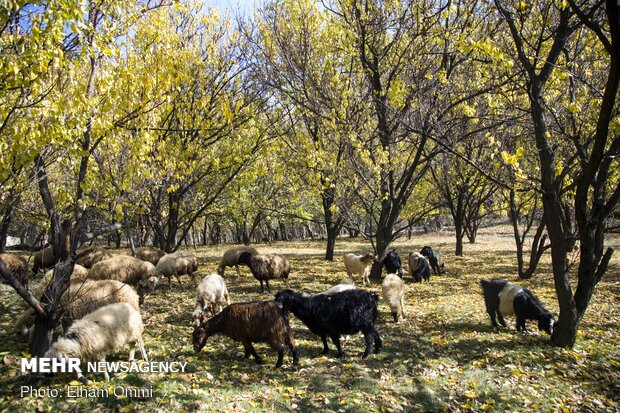 طبیعت ‌پاییزی روستاهای اطراف سنندج