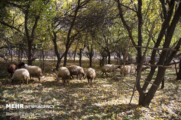 Astonishing scenery of autumn in Sanandaj
