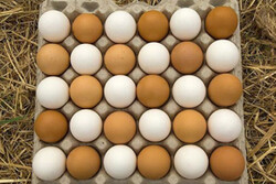 قانون درج قیمت روی تخم مرغ اجرایی شد/ هر دانه فله‌ای ۱۱۰۰ تومان؛ بسته‌بندی ۱۲۰۰ تومان