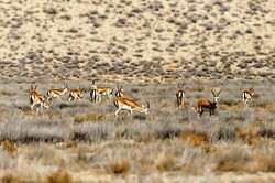 استمرار خشکسالی در پارک ملی گلستان/ مهاجرت آهوان محتمل است