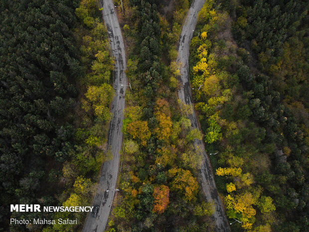 Astonishing bird’s eye view of Hyrcanian forests