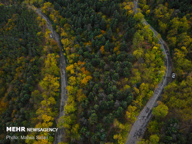 Astonishing bird’s eye view of Hyrcanian forests