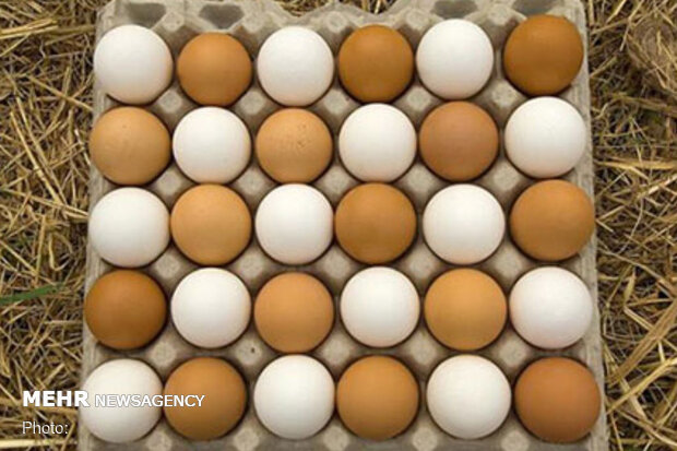 سرانه تولید تخم مرغ در آذربایجان شرقی بیشتر  از میانگین کشوری