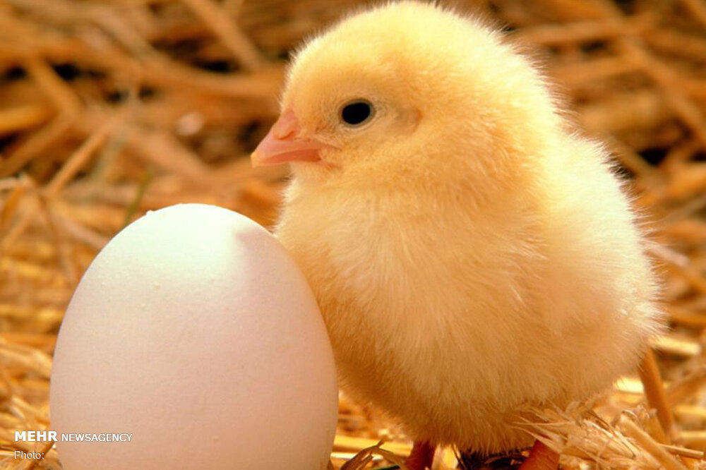تولید جوجه یکروزه تخم گذار افزایش یافت