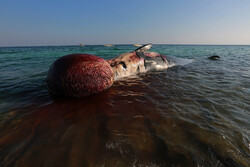 پیدا شدن دومین لاشه نهنگ در سواحل کیش