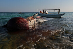 لاشه نهنگی دیگر در آبهای ساحلی کیش پیدا شد