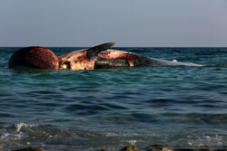 لاشه یک نهنگ در آب‌های جزیره کیش