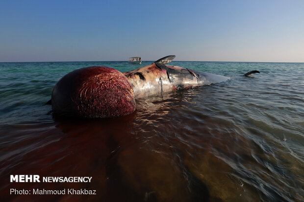 مشاهده لاشه یک کوسه نهنگ در میناب