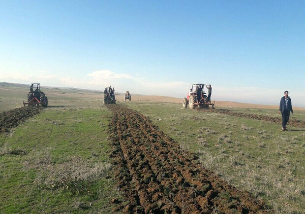 آغاز کشت محصولات پاییزه در ۷۵ هزار هکتار از اراضی دهلران 