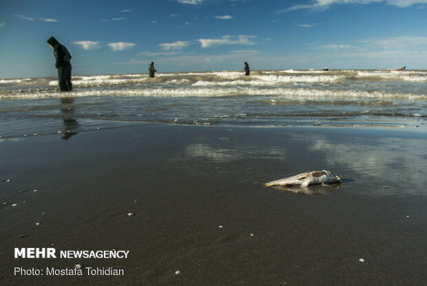 Traditional trawling on Caspian coast of Iran