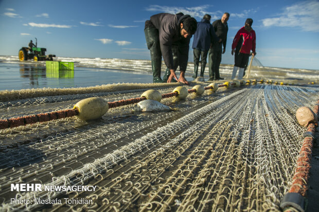 Traditional trawling on Caspian coast of Iran