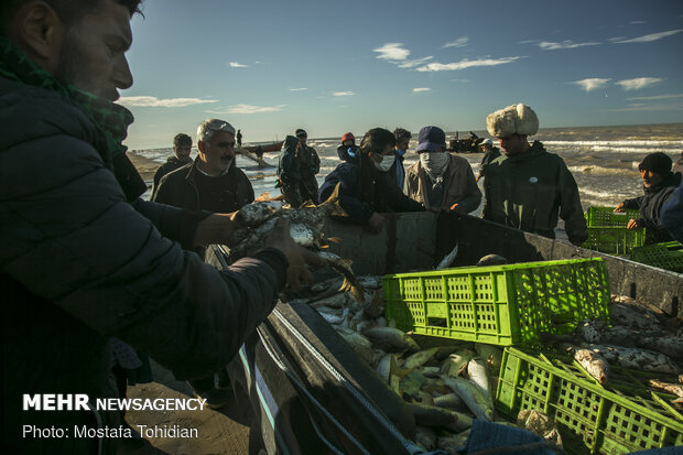 Traditional trawling on Caspian coast of Iran