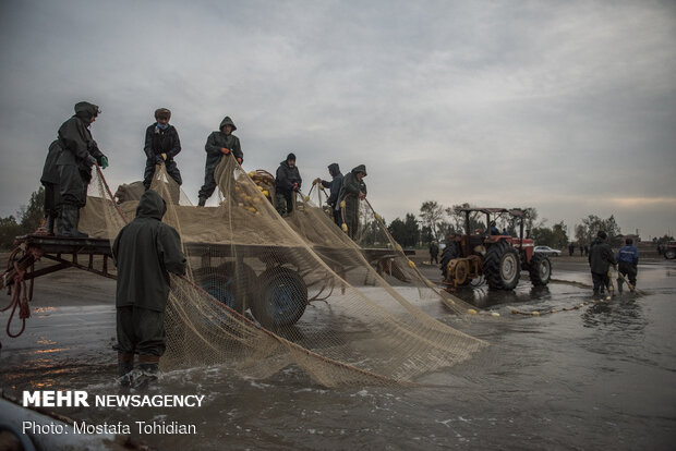 Traditional trawling on Caspian coast of Iran