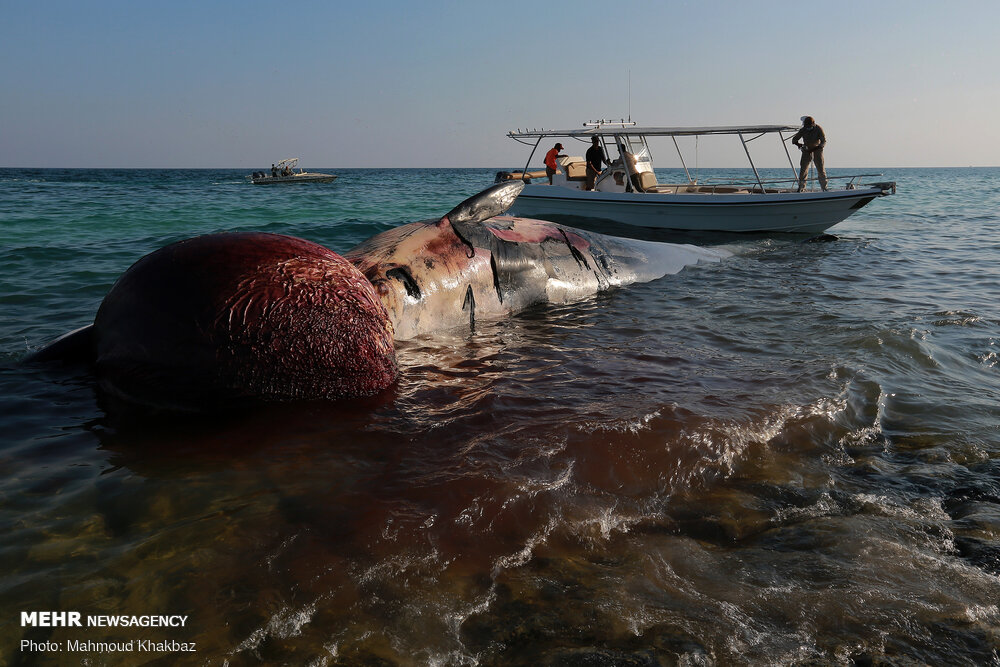 لاشه نهنگی دیگر در آبهای ساحلی کیش پیدا شد