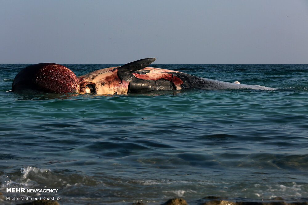 لاشه یک نهنگ در آب‌های جزیره کیش