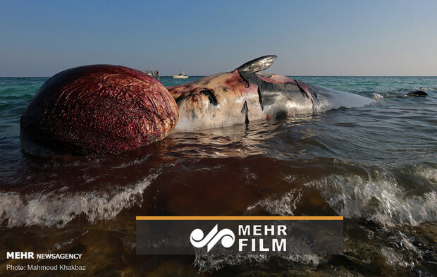 علت مرگ نهنگ غول پیکر در ساحل کیش