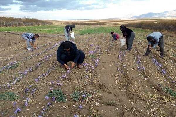 پیش بینی برداشت ۳۰۰۰ کیلوگرم زعفران در گلستان