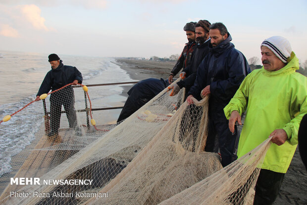 Cast-net fishing in Gilan prov.
