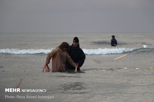 Cast-net fishing in Gilan prov.
