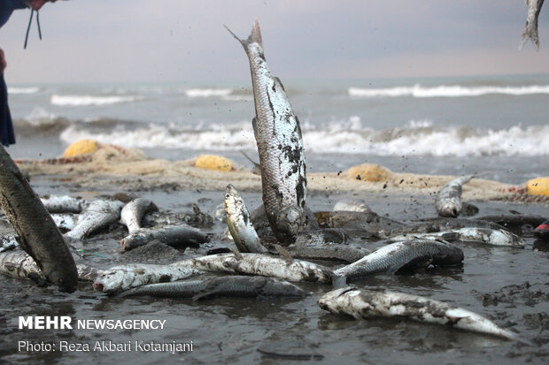 Cast-net fishing in Gilan prov.
