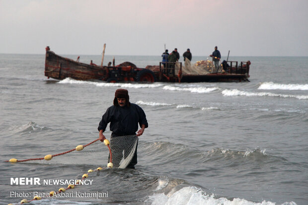 Cast-net fishing in Gilan prov.
