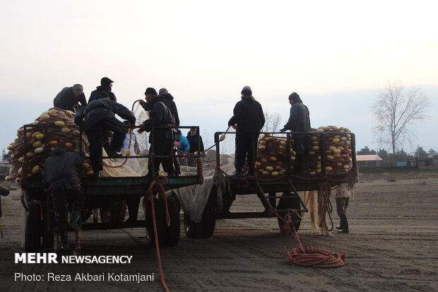 Cast-net fishing in Gilan prov.
