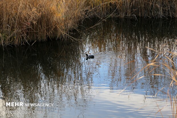 Zarivar Freshwater Wetland in Kurdistan province