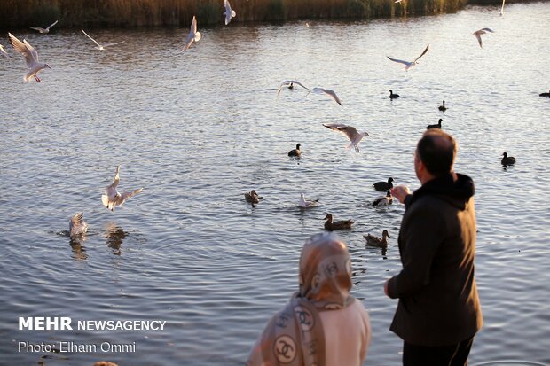 Zarivar Freshwater Wetland in Kurdistan province