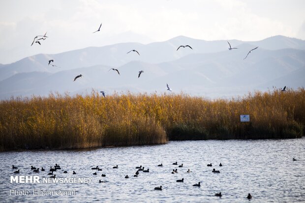 ساخت اولین برج پرنده نگری کردستان در دریاچه زریبار مریوان